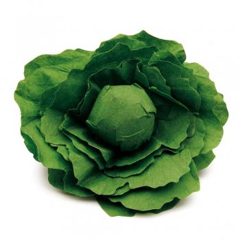 salatkopf-5stueck-fuer-den-kaufladen
