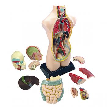 torso-gross