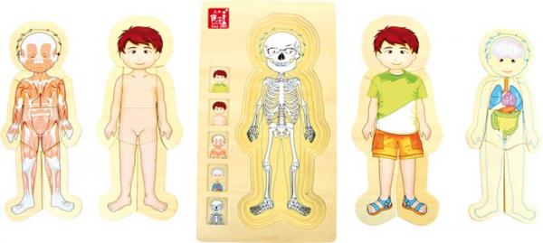 Schichtenpuzzle-Anatomie-Junge