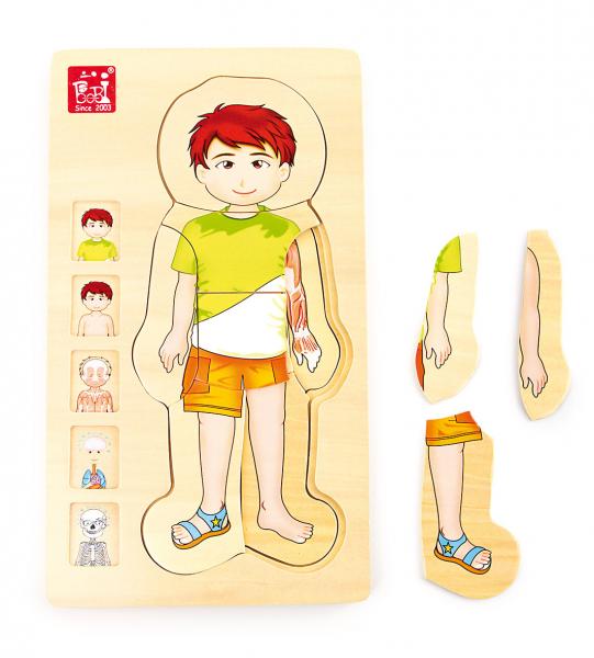 Schichtenpuzzle-Anatomie-Junge